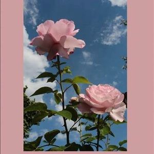 Meet your Posher, Alice